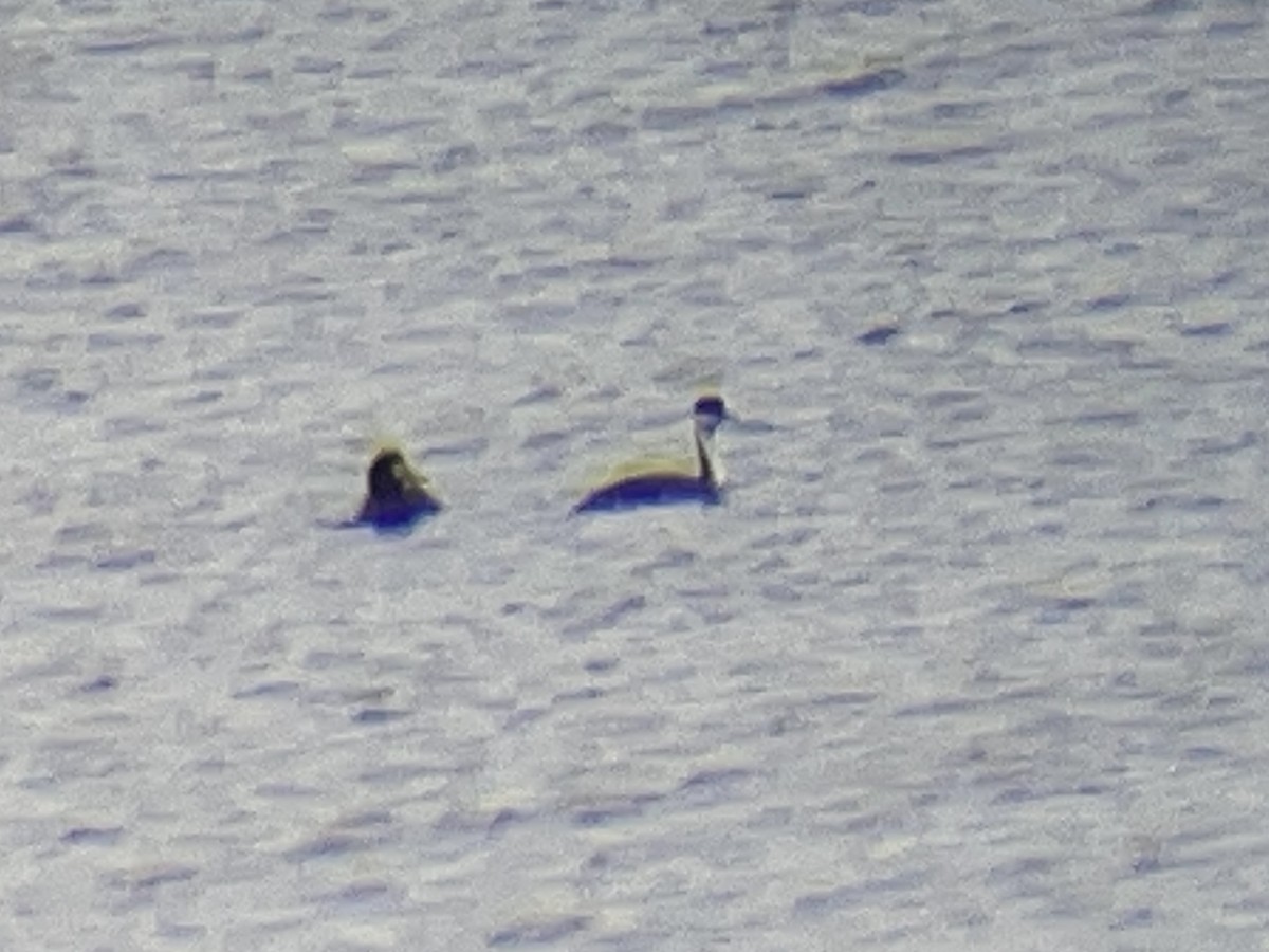 Western Grebe - Ethan Dropkin