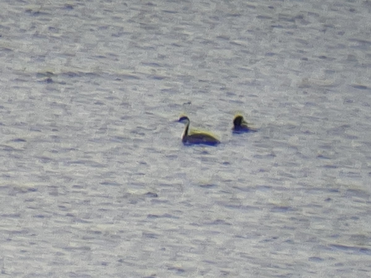 Western Grebe - Ethan Dropkin