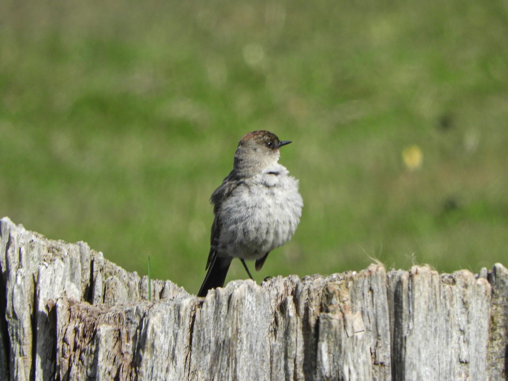 Dark-faced Ground-Tyrant - ML614714035