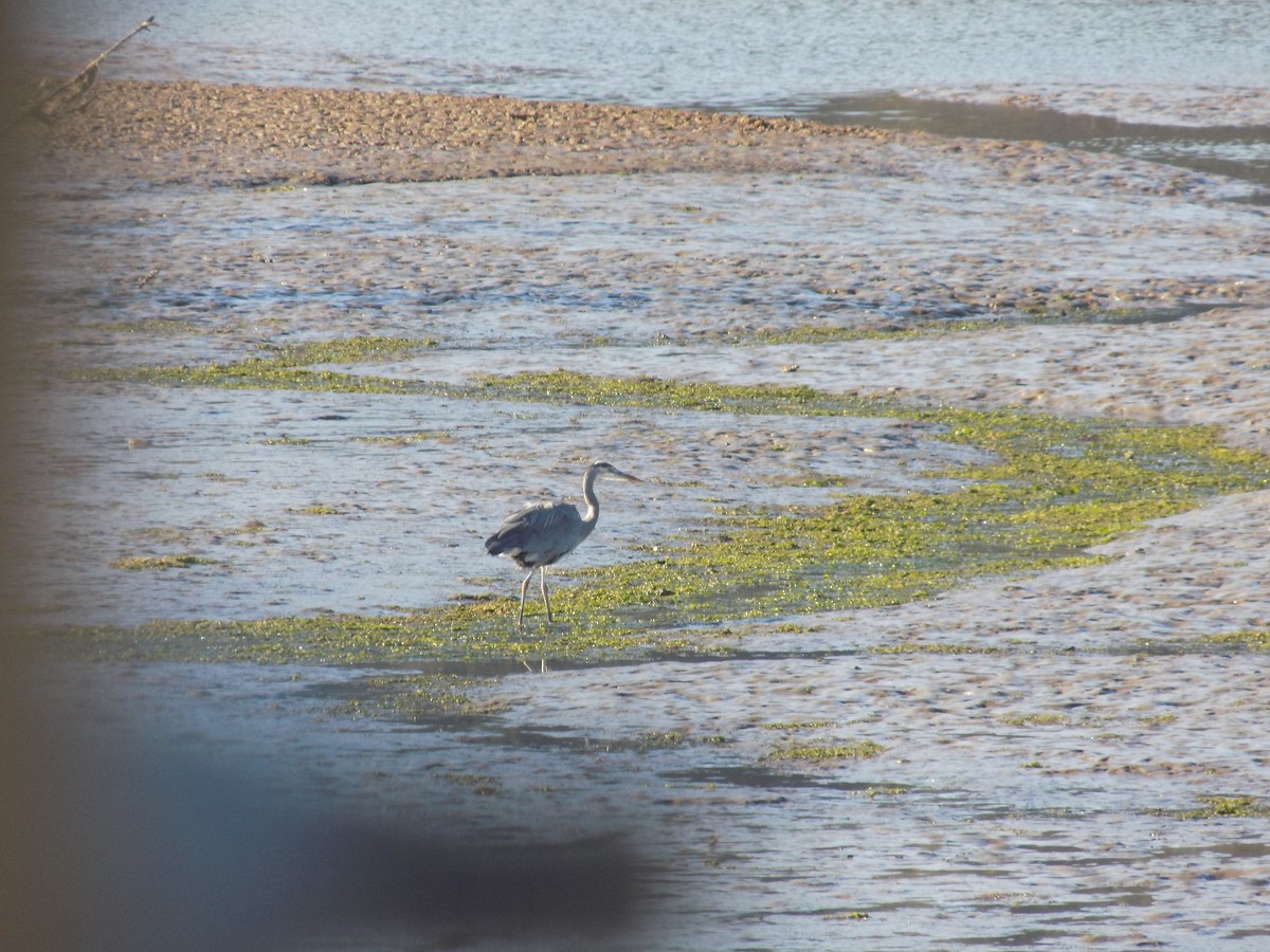 Great Blue Heron - ML614714083