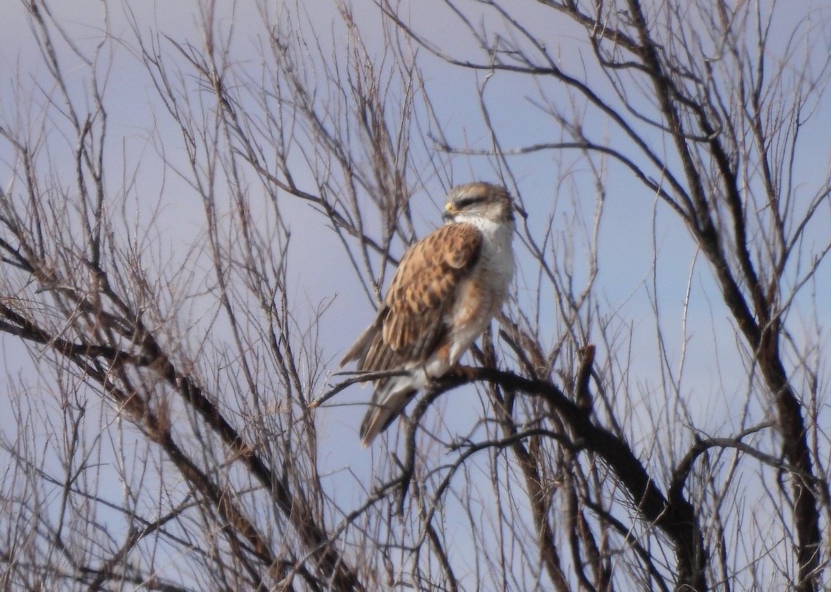 Ferruginous Hawk - ML614714095