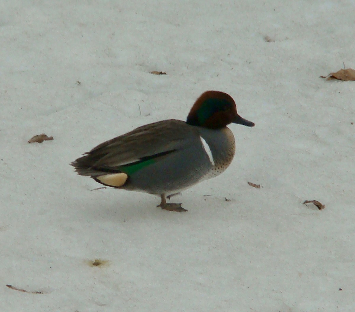 Green-winged Teal - ML614714121