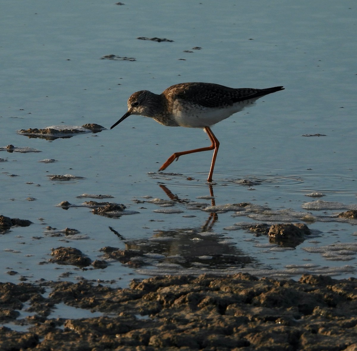 Lesser Yellowlegs - ML614714122