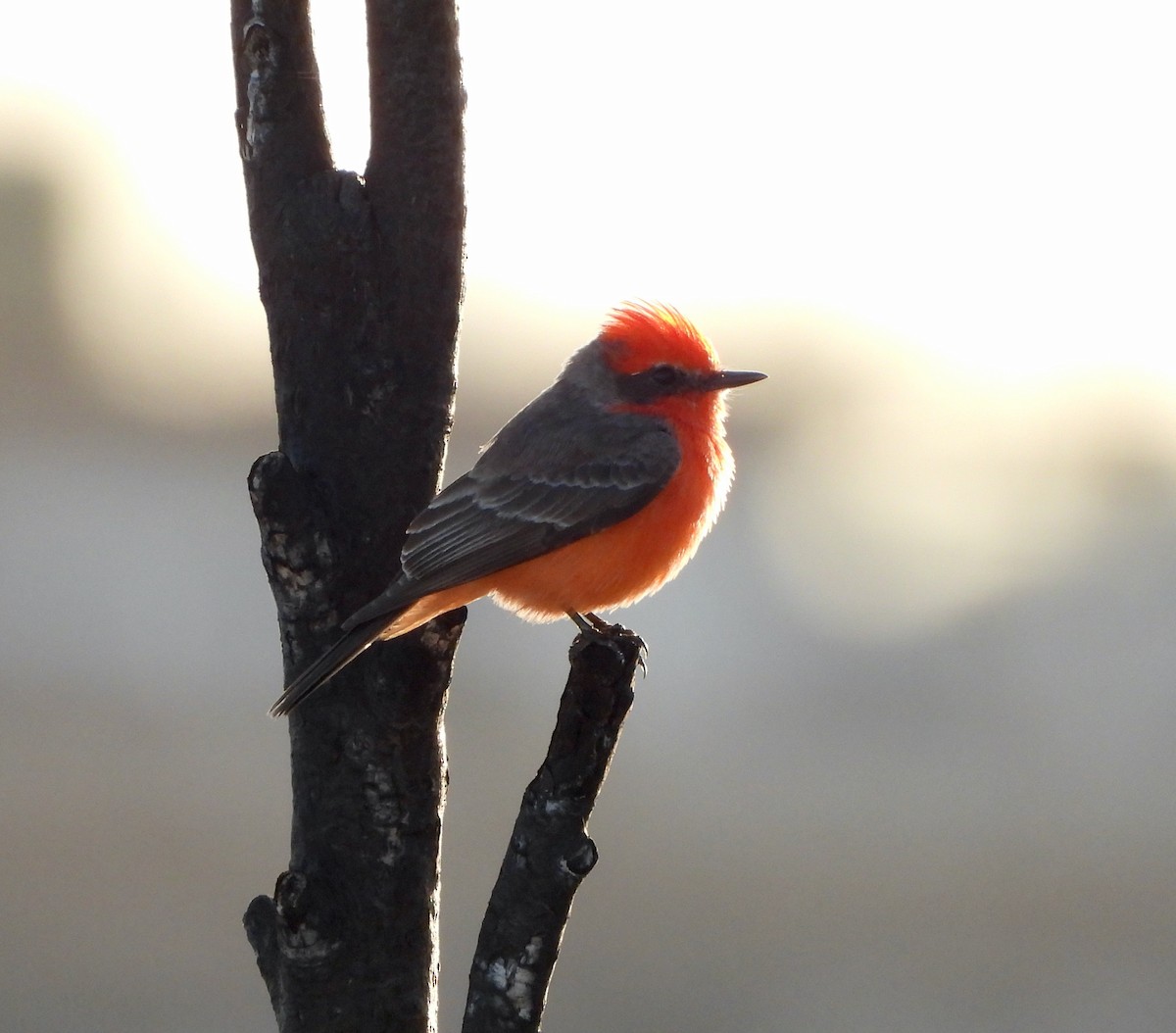 Vermilion Flycatcher - Michelle Haglund