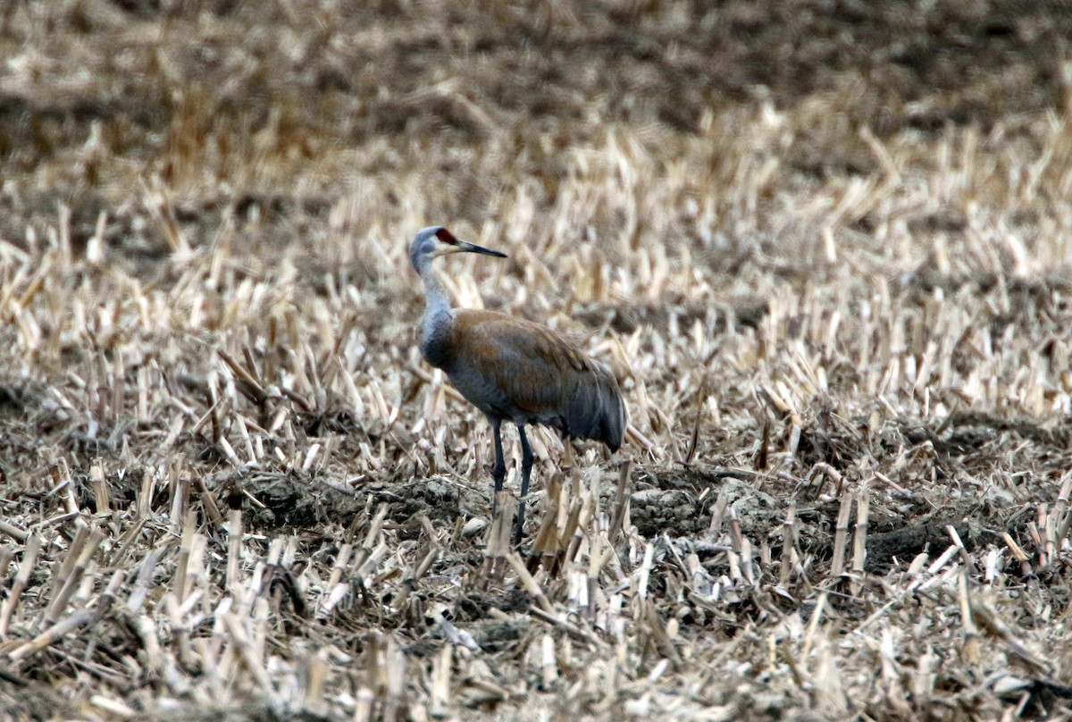 Sandhill Crane - Dan Miller