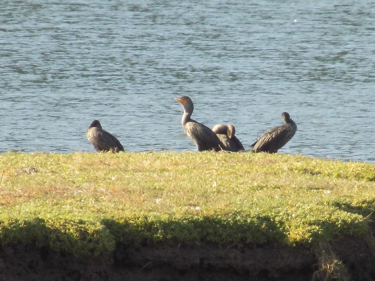 Double-crested Cormorant - ML614714166