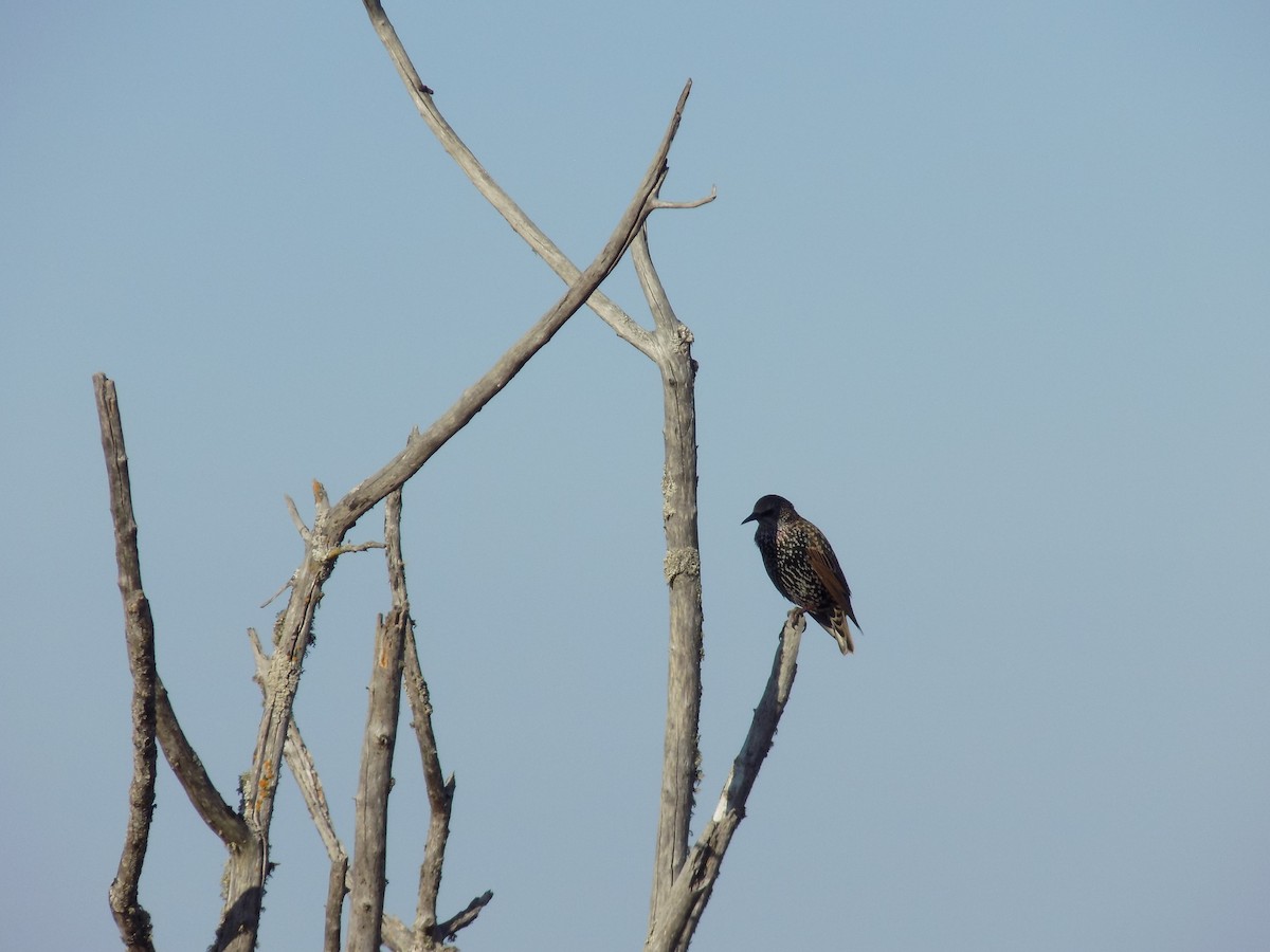 European Starling - ML614714226