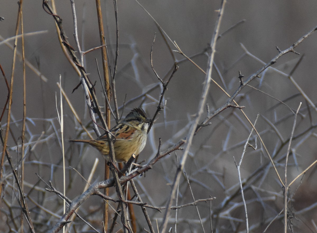 Swamp Sparrow - ML614714253