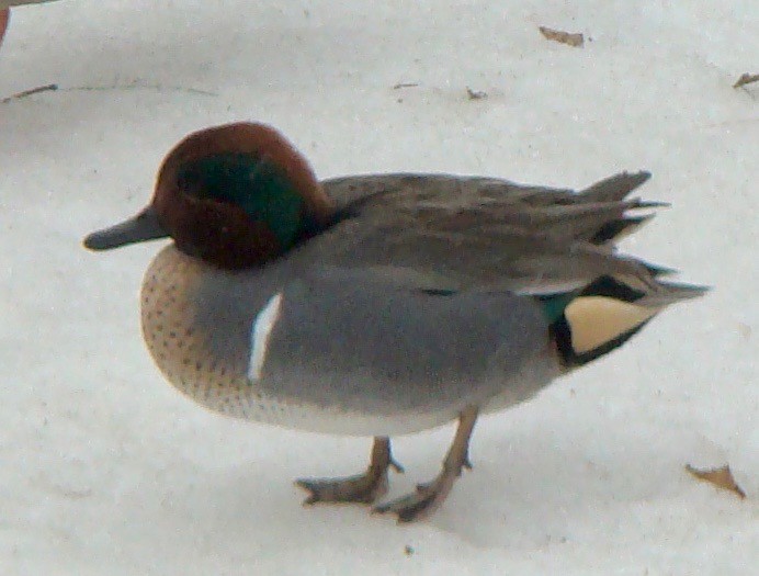 Green-winged Teal - ML614714267