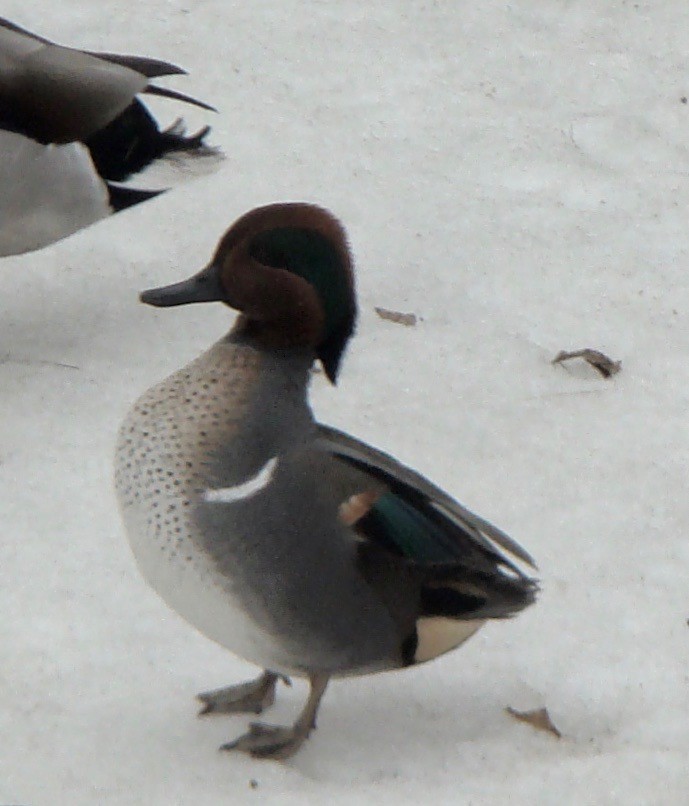 Green-winged Teal - ML614714268