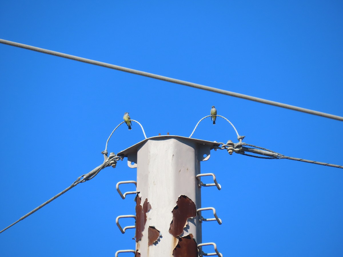 Cassin's Kingbird - Brian Nothhelfer