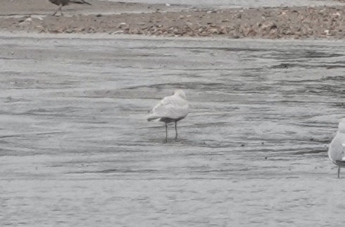 Gaviota Groenlandesa - ML614714324