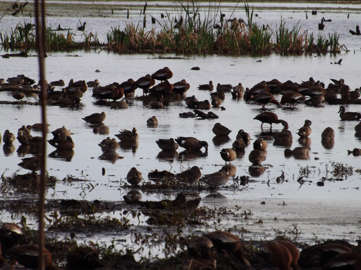 Blue-winged Teal - ML614714355