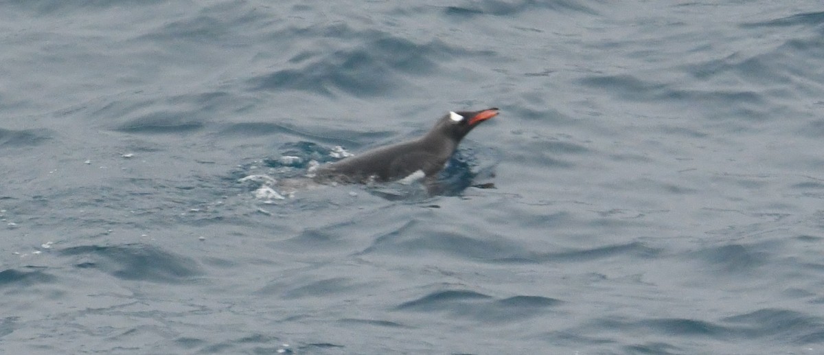 Gentoo Penguin - ML614714371