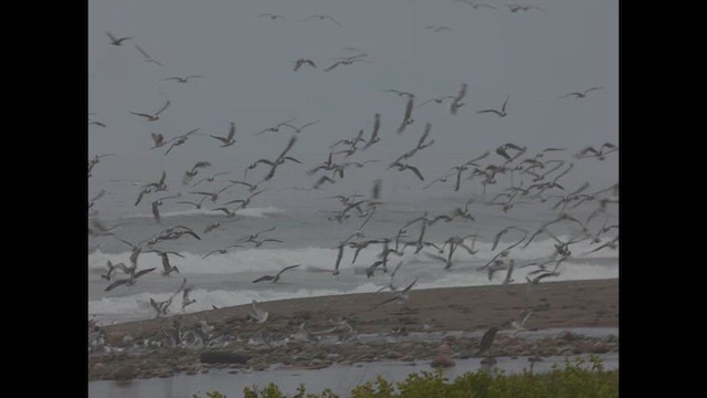 Franklin's Gull - ML614714411