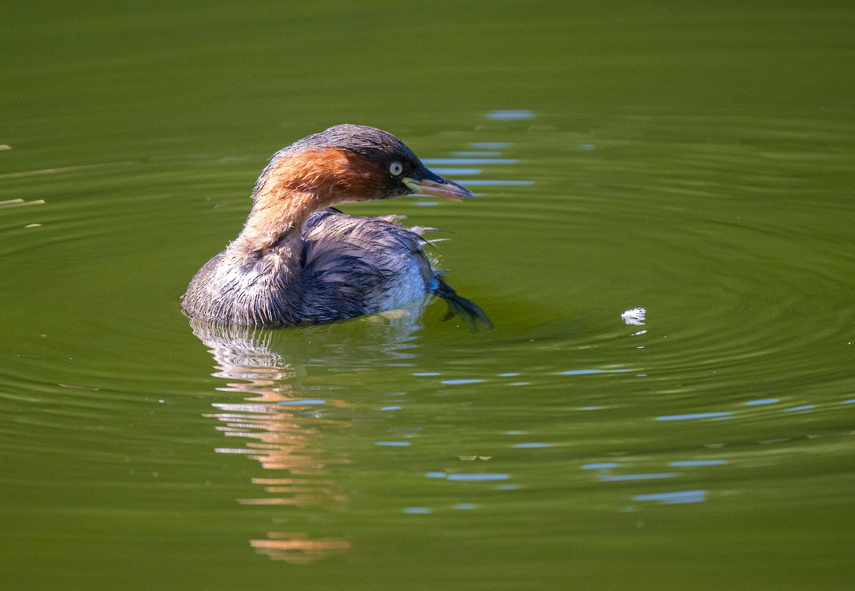 Little Grebe (Little) - Forest Botial-Jarvis