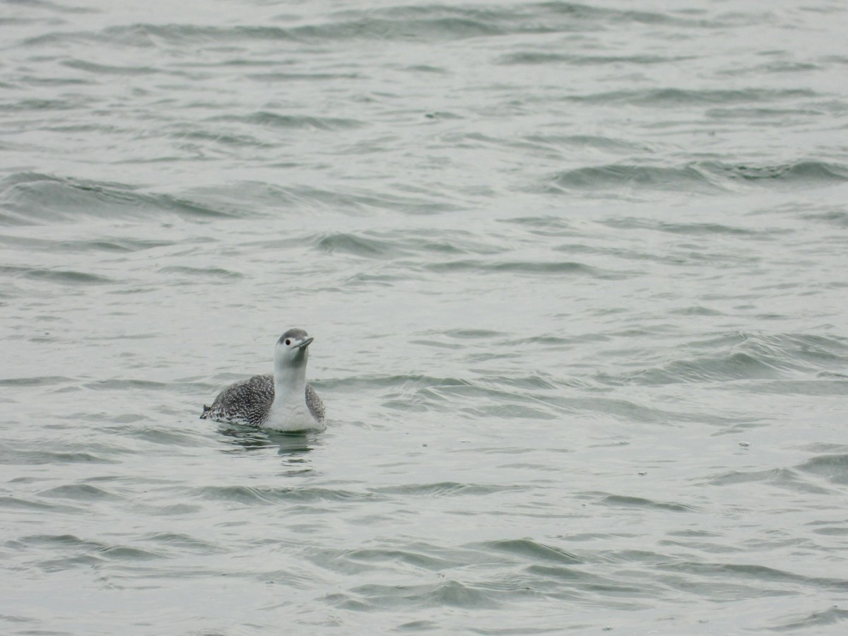 Red-throated Loon - M. Pierre-Louis