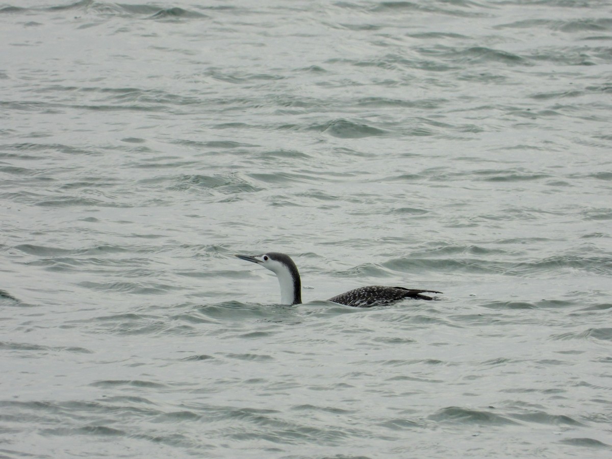 Red-throated Loon - ML614714485