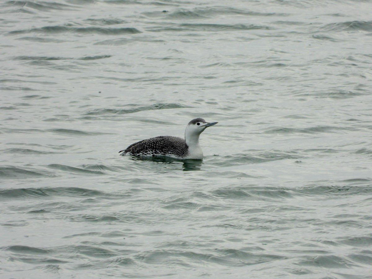 Red-throated Loon - ML614714486