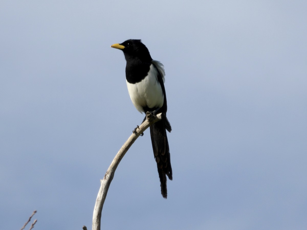 Yellow-billed Magpie - ML614714487