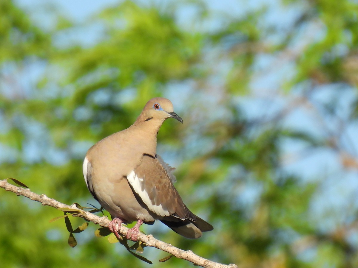 White-winged Dove - ML614714518