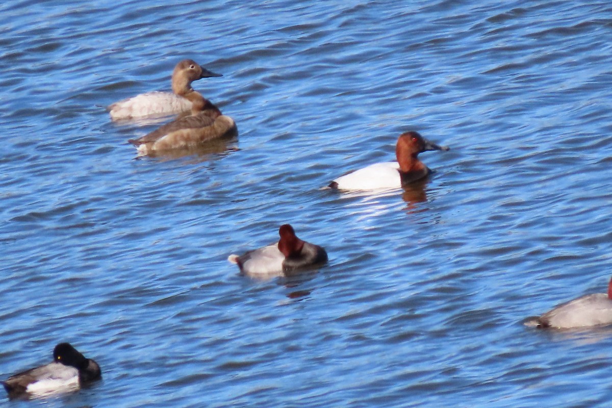 Canvasback - Rita Phillips