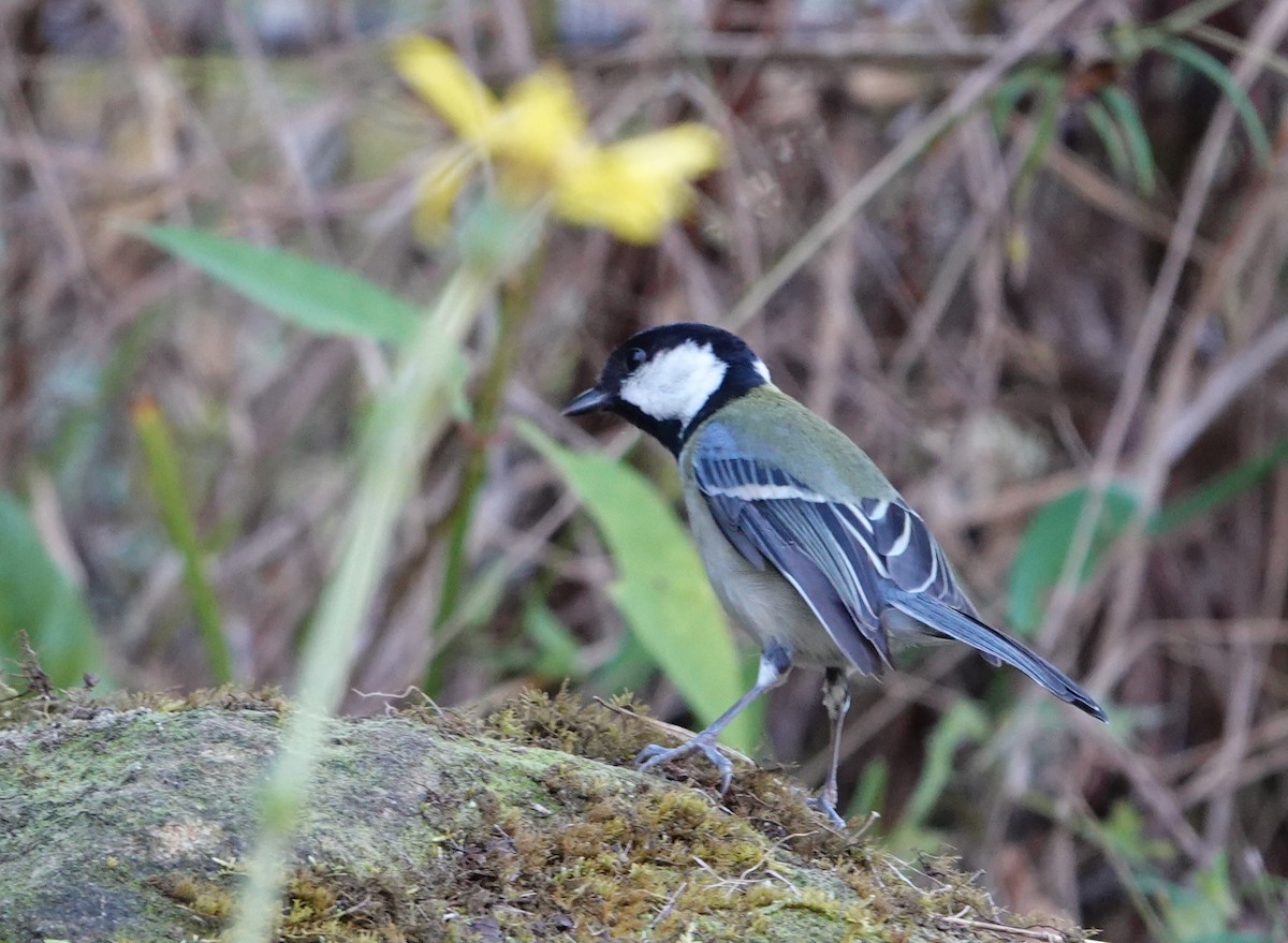 Japanese Tit (Amami) - ML614714579