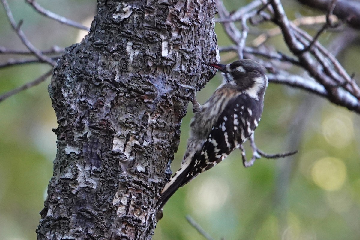 Japanese Pygmy Woodpecker - ML614714608