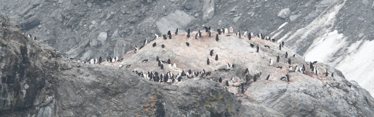 Chinstrap Penguin - ML614714634