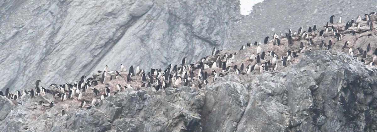 Chinstrap Penguin - ML614714658