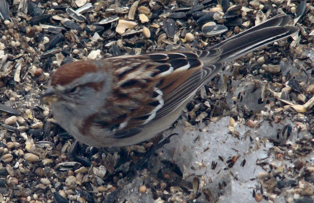 American Tree Sparrow - ML614714670