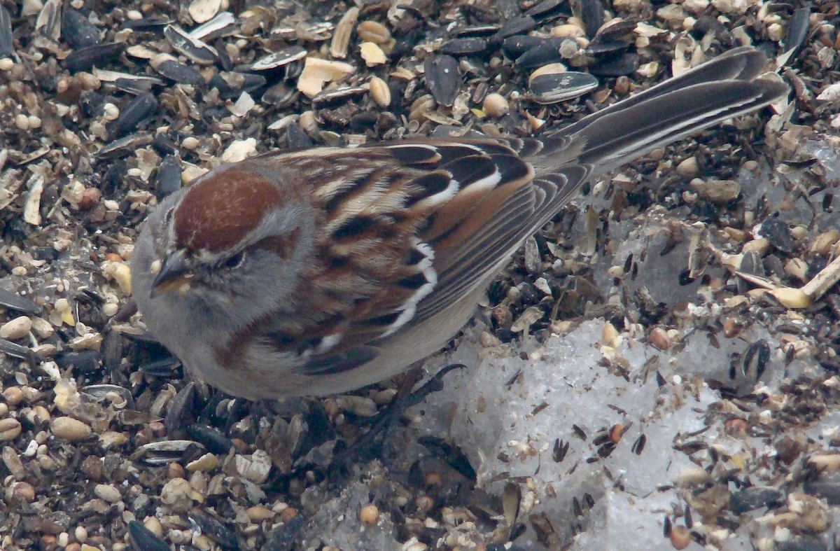 American Tree Sparrow - ML614714671