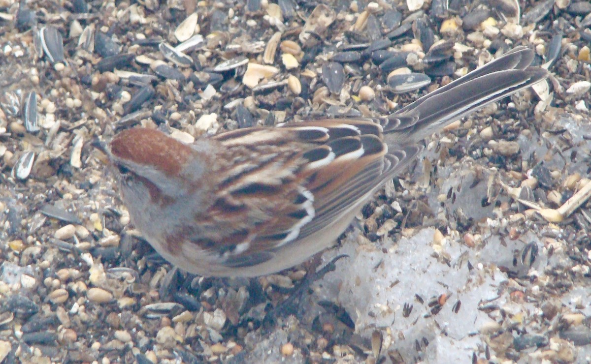 American Tree Sparrow - ML614714672