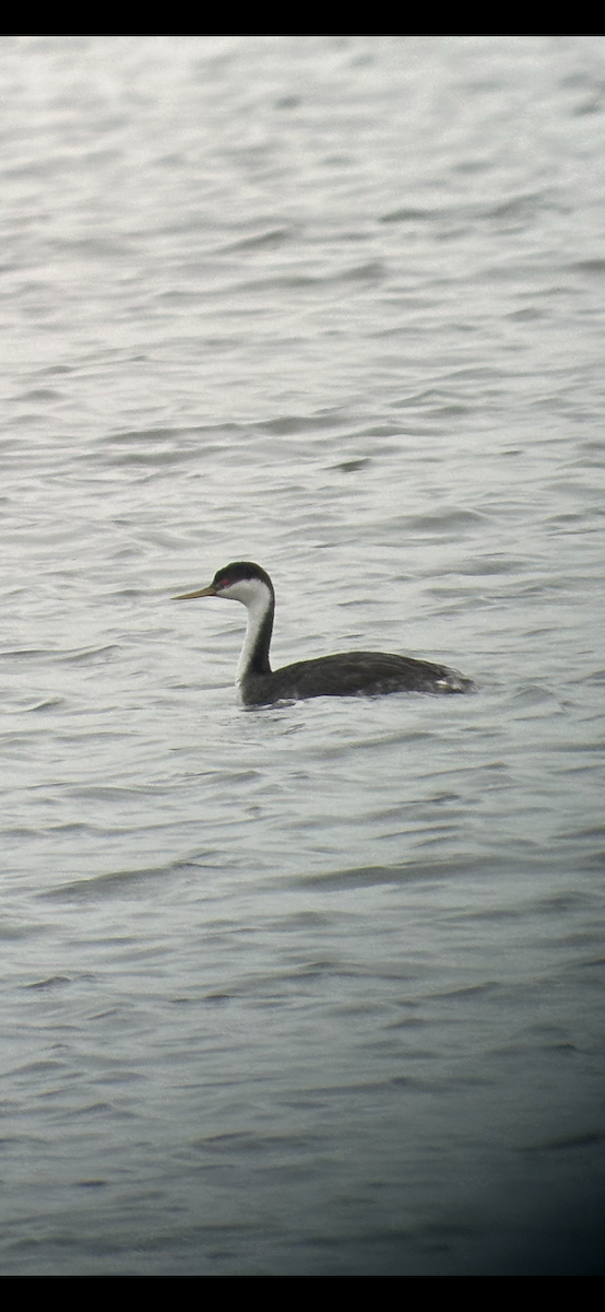 Western Grebe - Debra Stewart