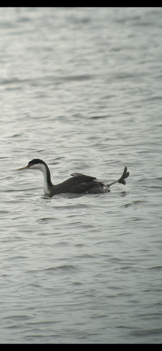 Western Grebe - Debra Stewart