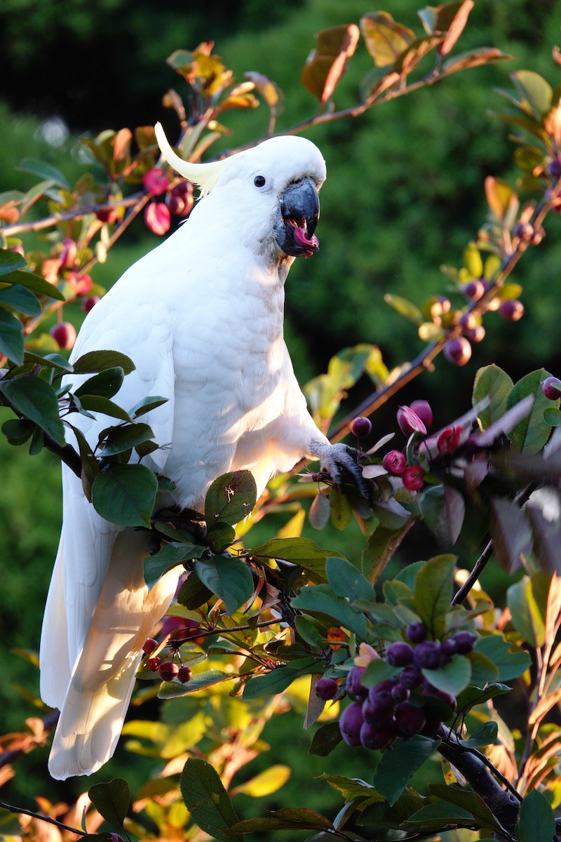 Sulphur-crested Cockatoo - ML614714698