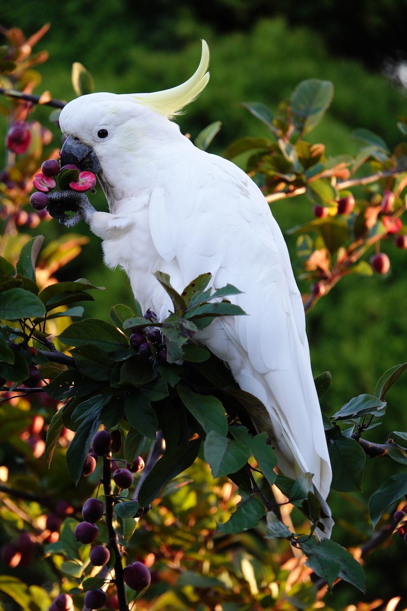 Sulphur-crested Cockatoo - ML614714699