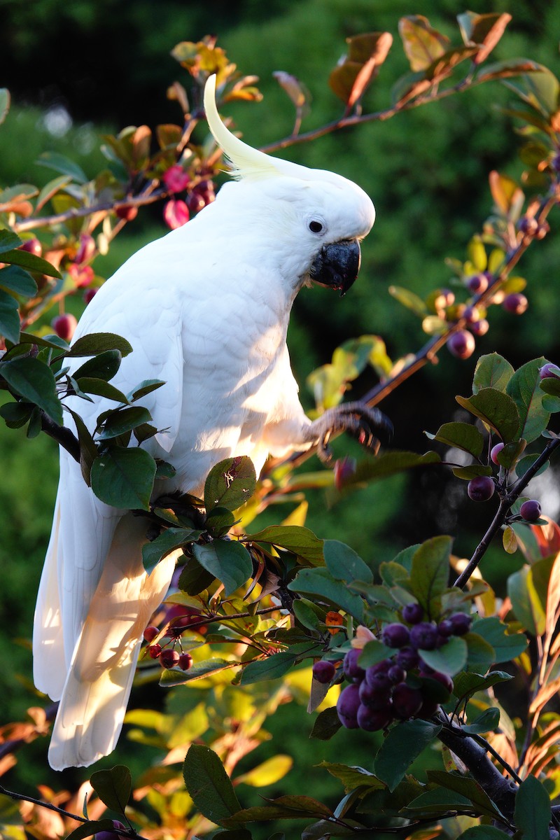 Sulphur-crested Cockatoo - Craig Morley