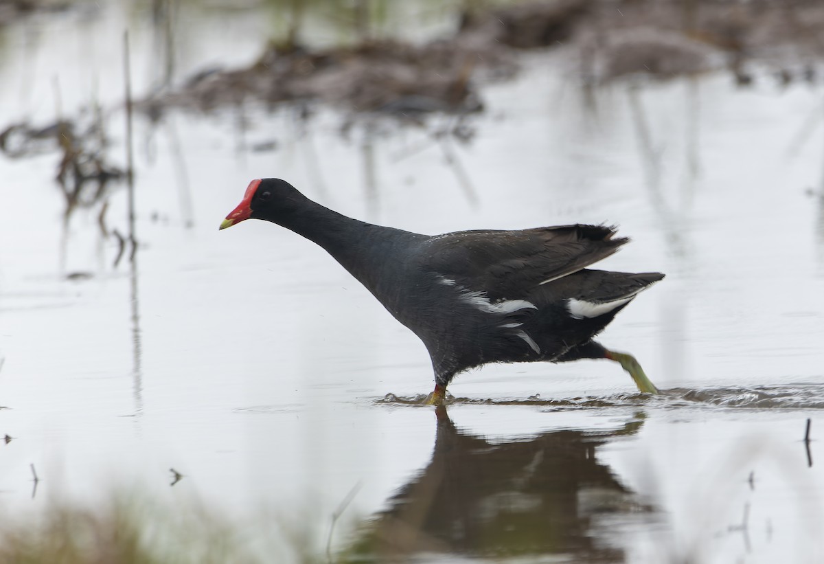 Common Gallinule - David F. Belmonte