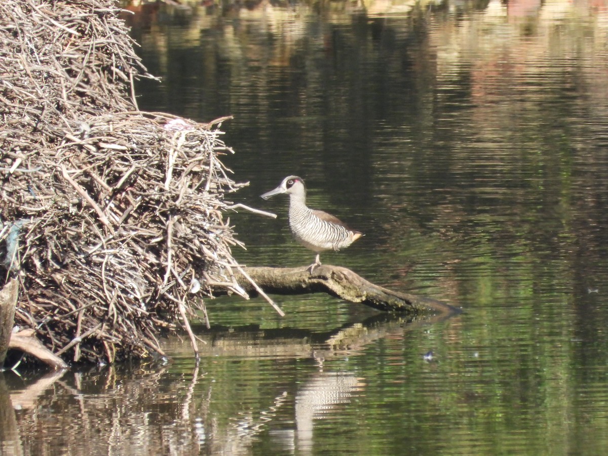 Pink-eared Duck - ML614714745