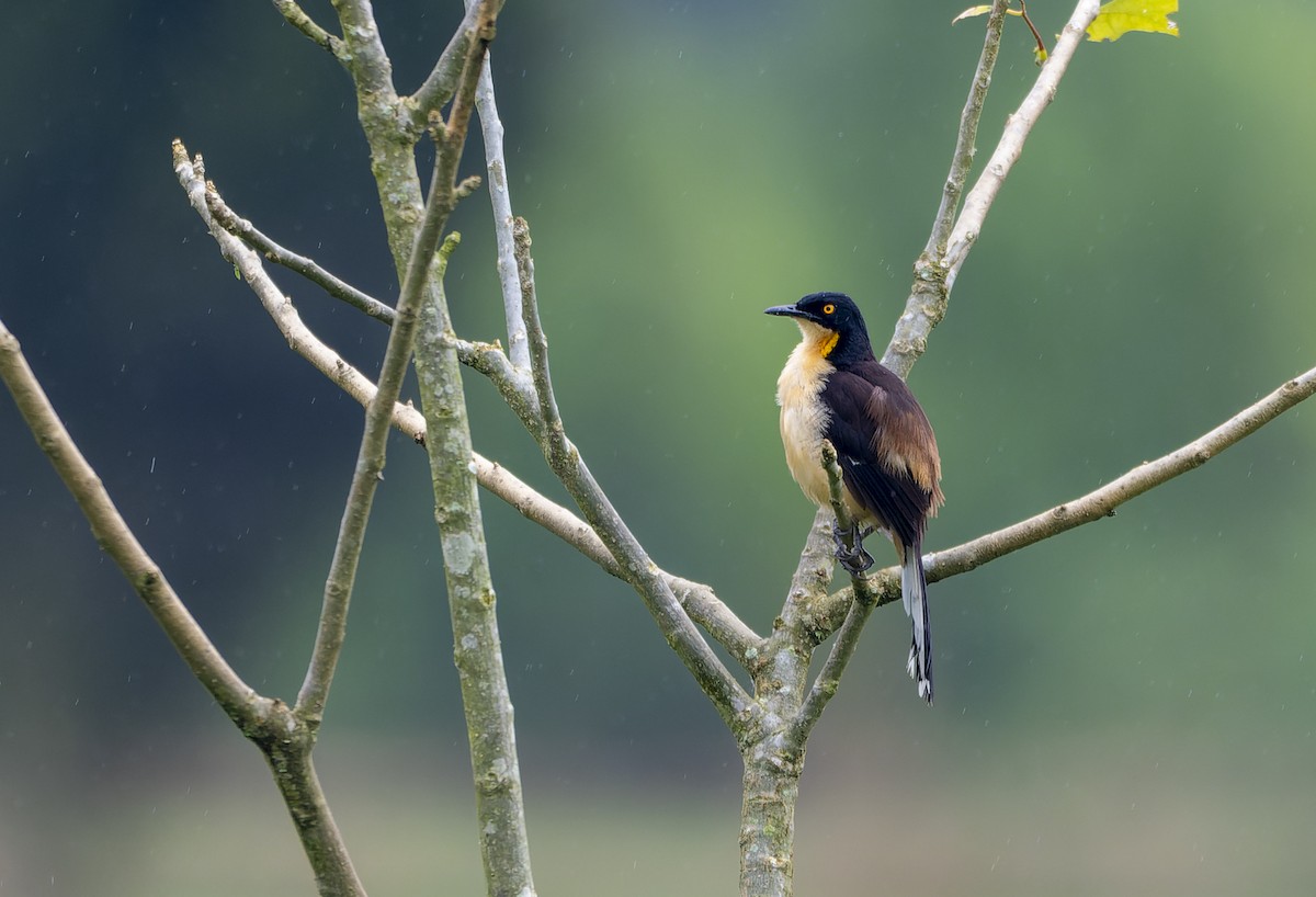 Black-capped Donacobius - David F. Belmonte