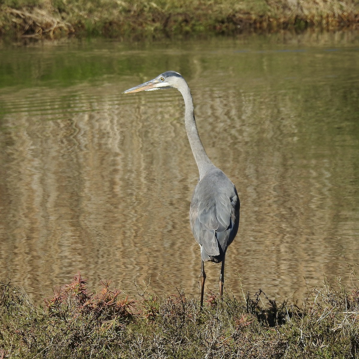 Great Blue Heron - Charlotte Morris