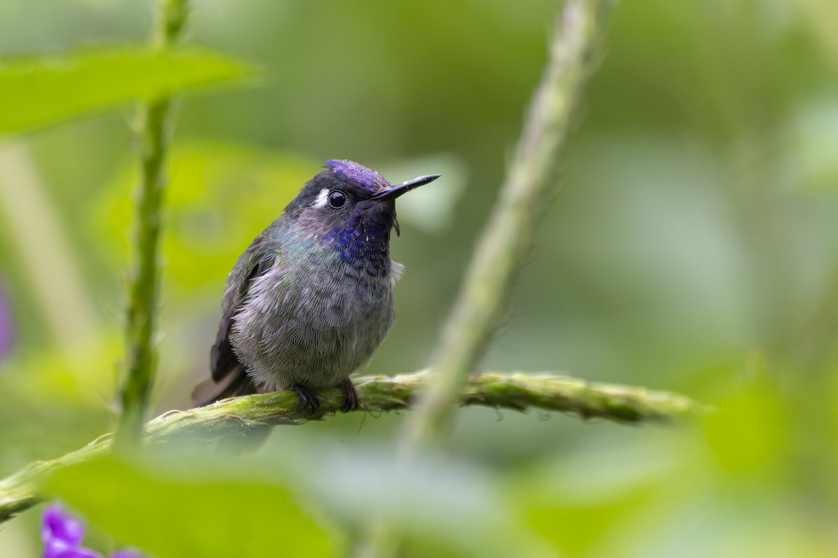 Violet-headed Hummingbird - ML614714820