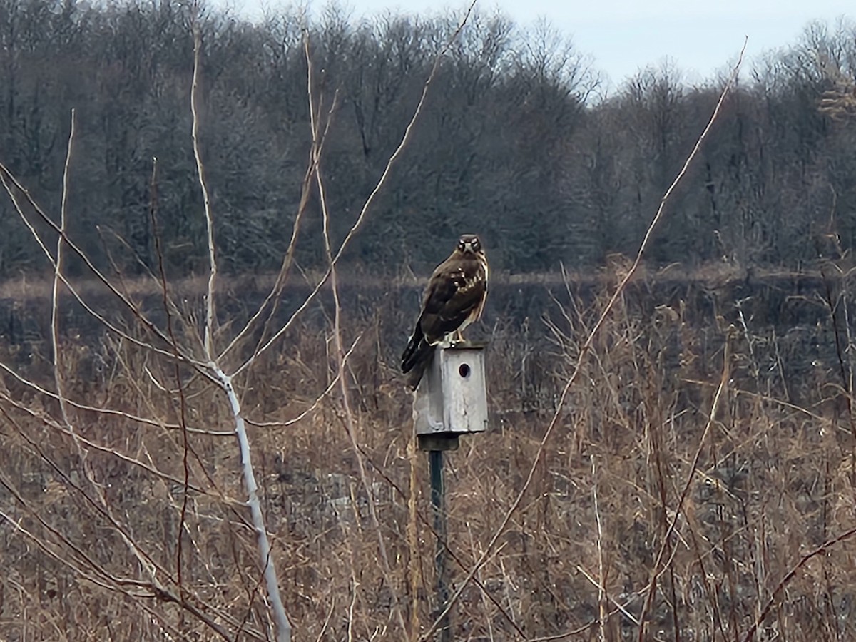 Northern Harrier - ML614714834