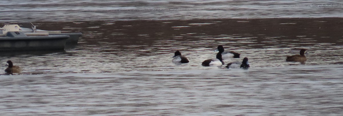 Lesser Scaup - Pamela Hunt