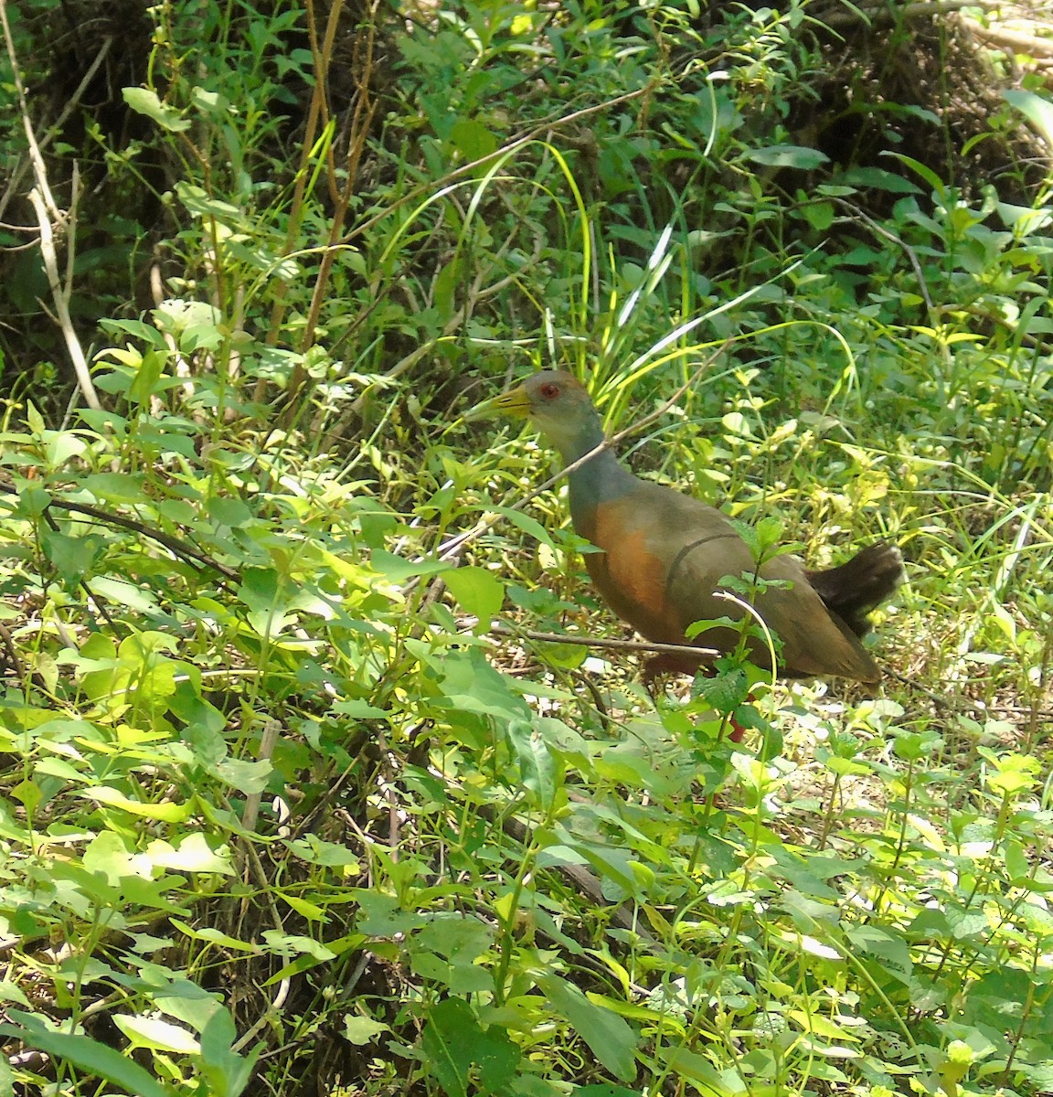 Gray-cowled Wood-Rail - Oliver Kohler