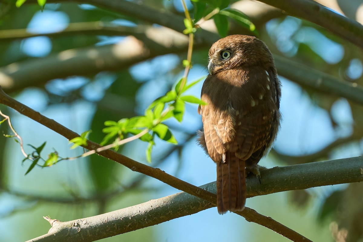 Ferruginous Pygmy-Owl - Leonardo Guinez