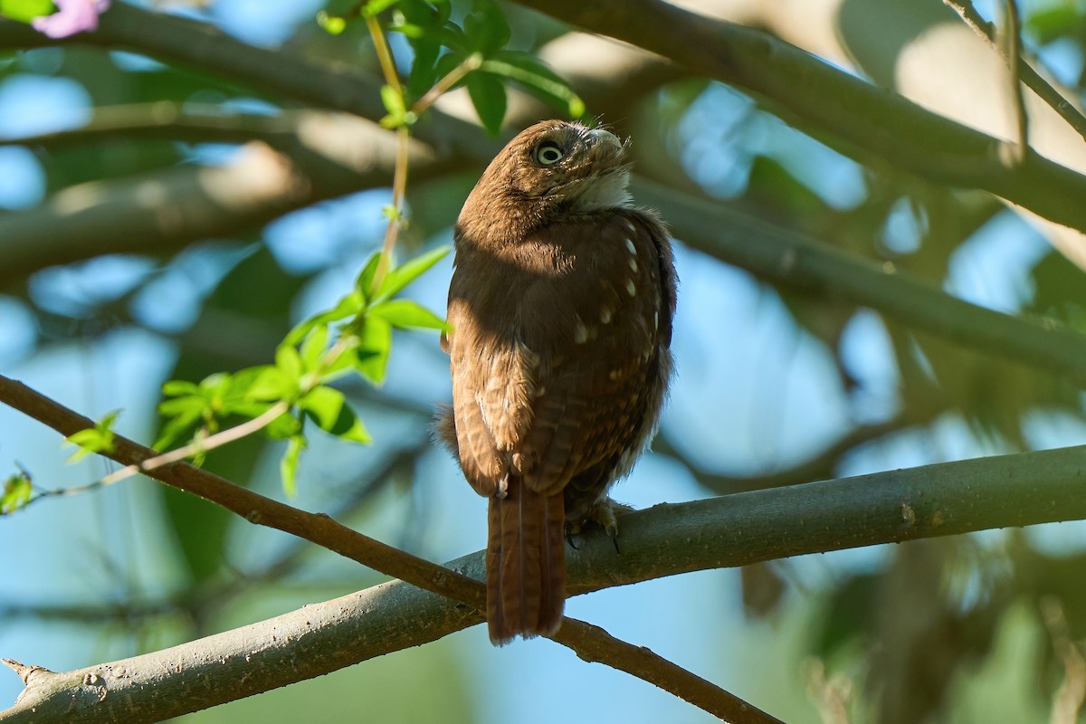 Ferruginous Pygmy-Owl - Leonardo Guinez