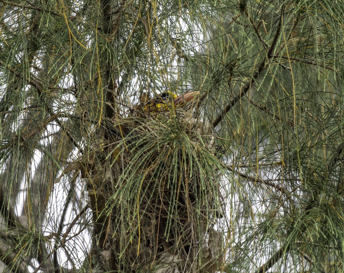 Black-naped Oriole - ML614714895