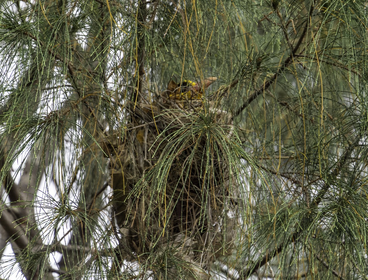 Black-naped Oriole - ML614714896